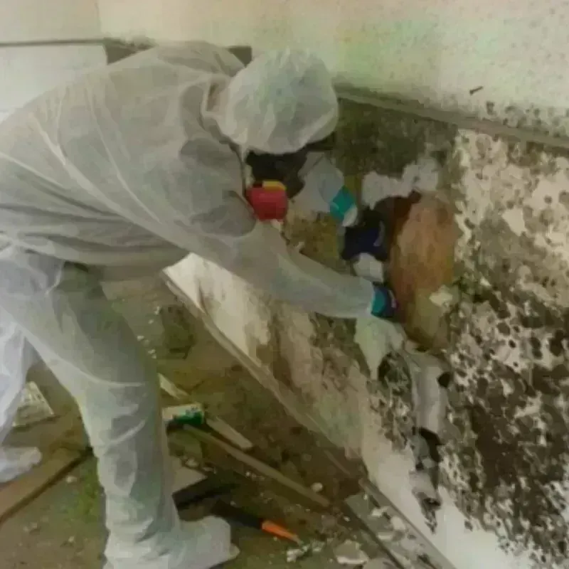 Mold Remediation and Removal in Slippery Rock, PA